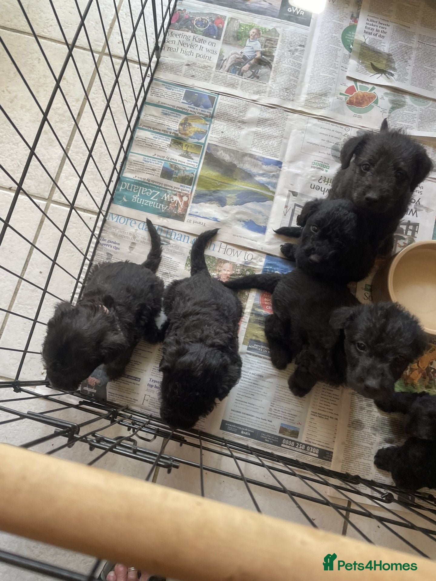 Bedlington Terrier dogs Bedlington Whippet Puppies - Advert 1