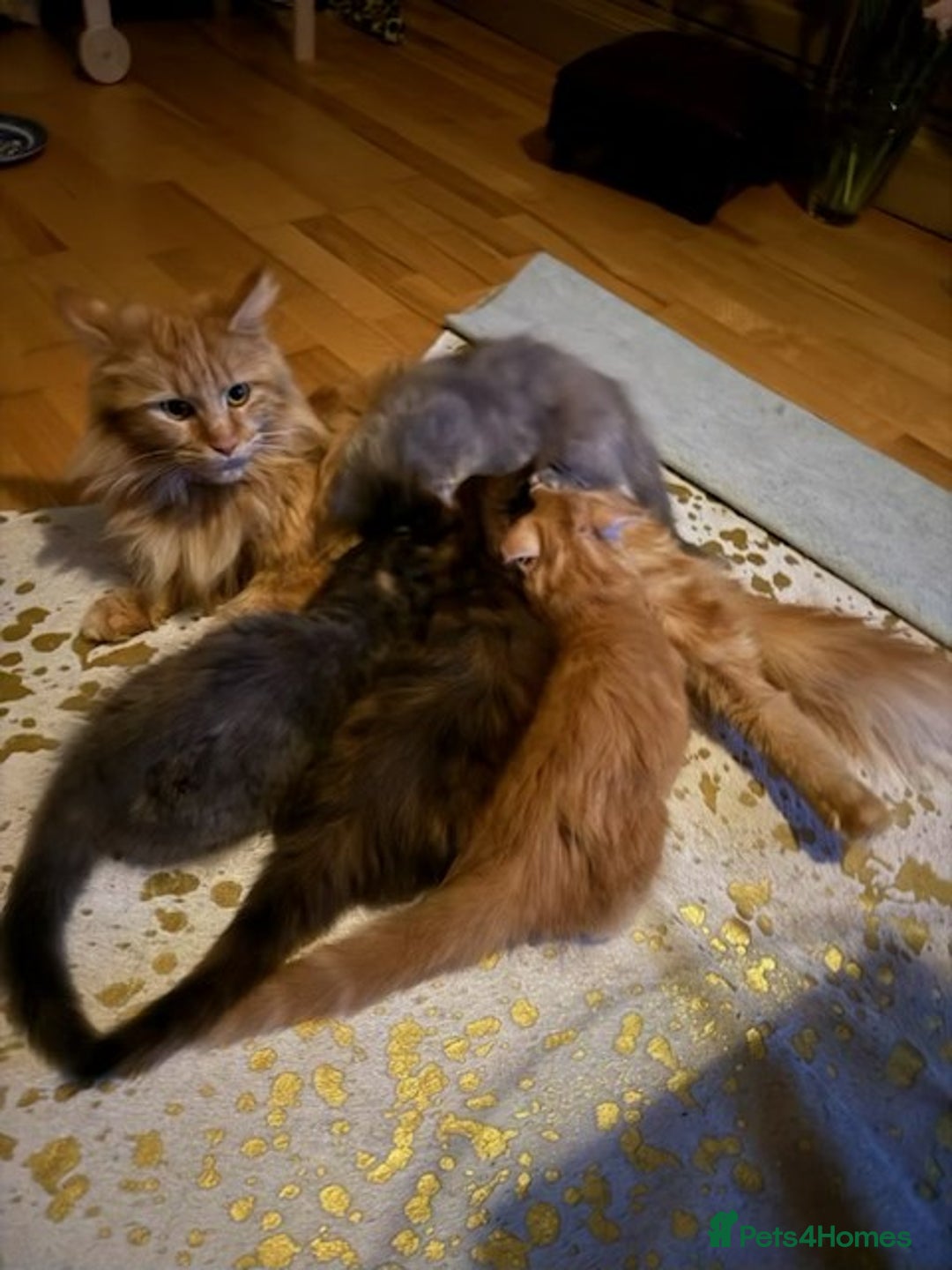 Maine Coon cats for sale: PURE BREED MAINE COON KITTENS - Image 6