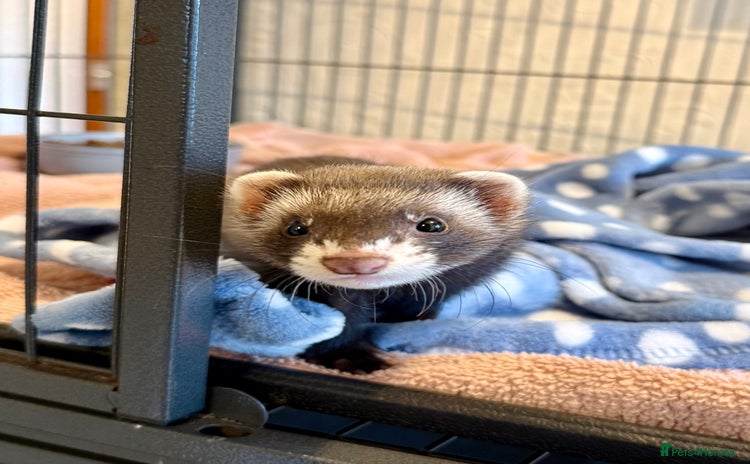 Ferret rodents - Advert 1