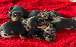 Dachshund dogs for sale: Pedigree Dachshund puppies PRA clear health tested - Image 4