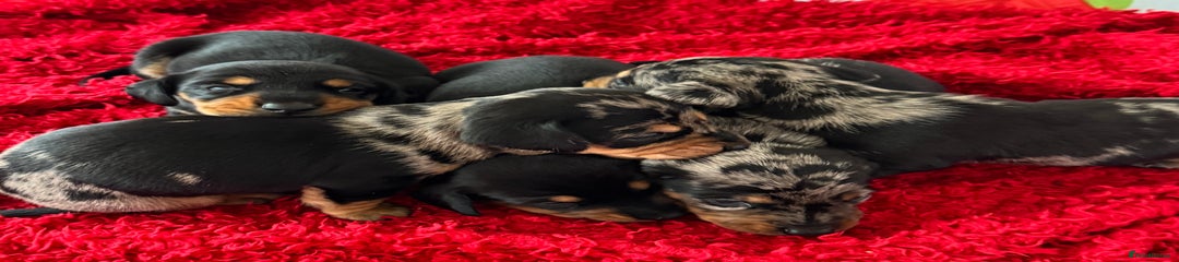 Dachshund Puppy 6