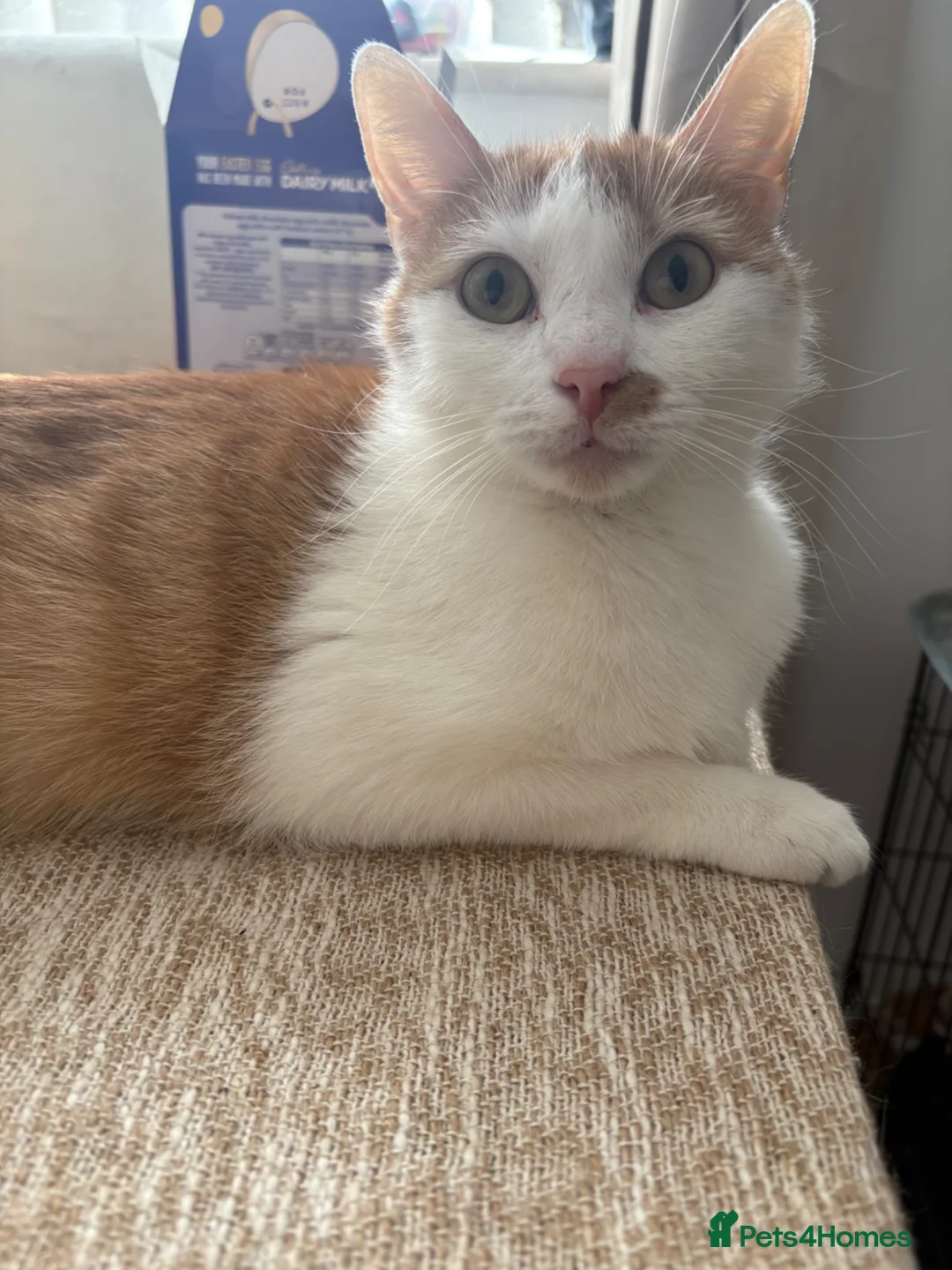 Mixed Breed cats for sale: Gorgeous Kittens Ready Soon - Advert 5