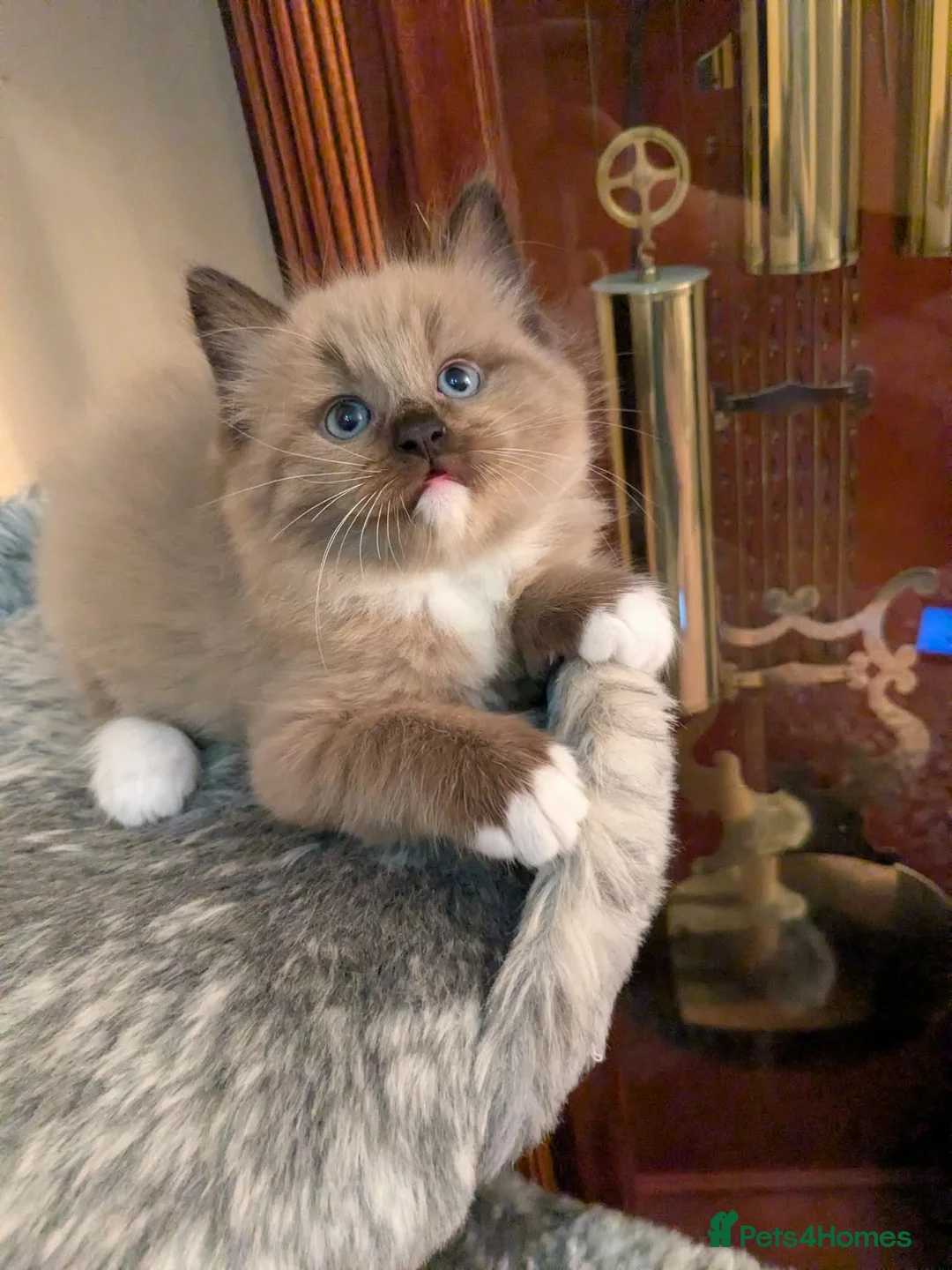 Ragdoll cats for sale: Adorable, funny, loving kittens - Advert 2