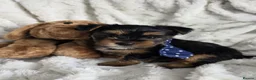 Yorkshire Terrier dogs for sale: Yorkshire Terrier Puppies Mini - Advert 5