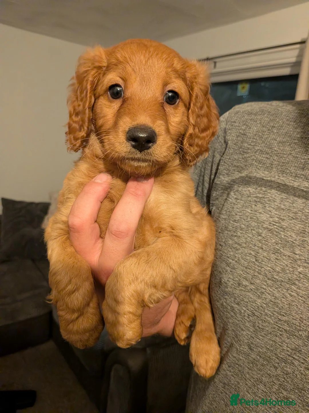 Labradoodle dogs for sale: Stunning F2 labradoodles ready now * 3 left* - Advert 8