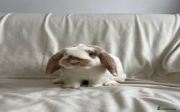 Mini Lop rabbits for sale: 2 Mini Lop Bunnies for £100 - Image 5