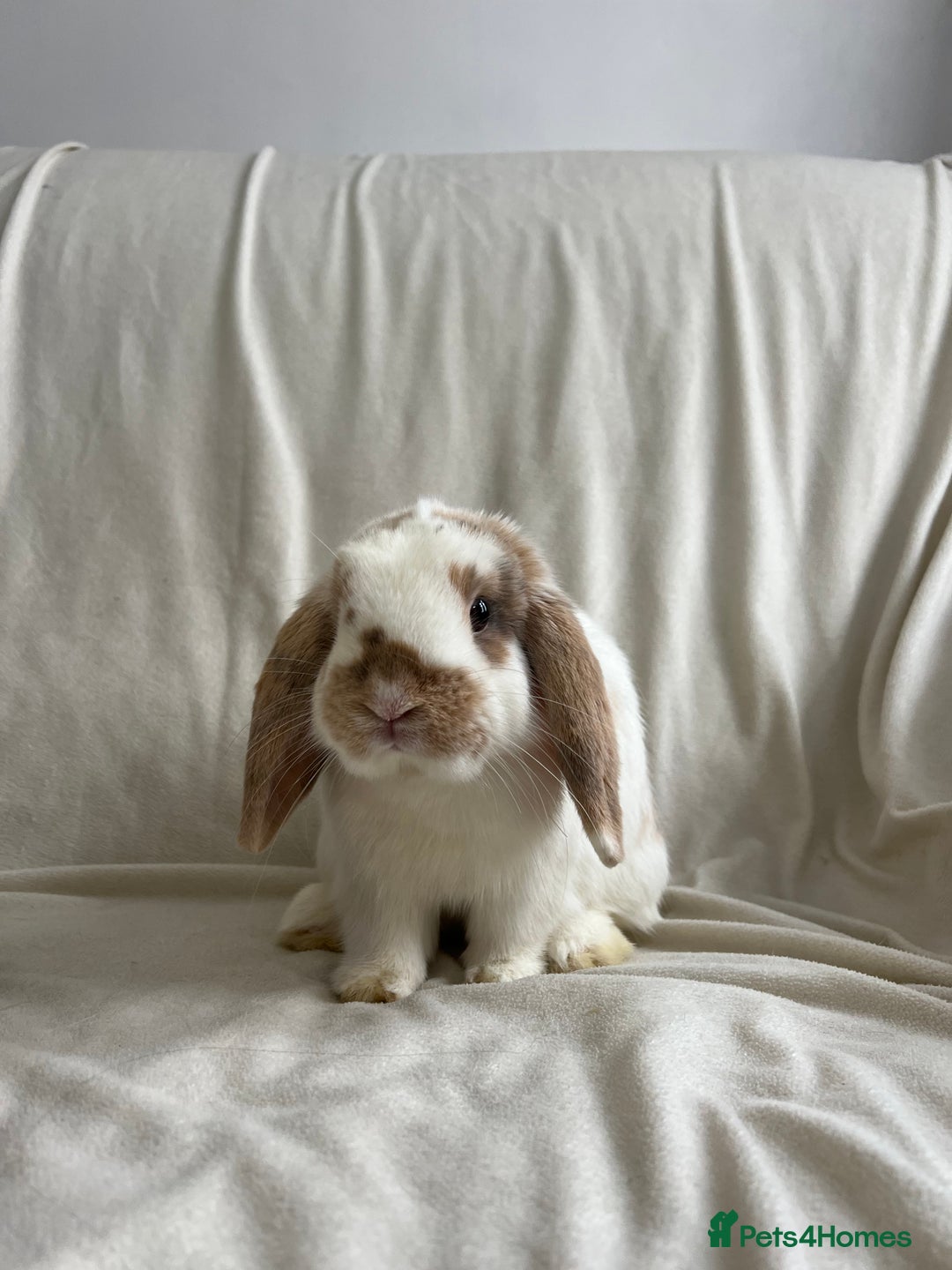 Mini Lop rabbits for sale: 2 Mini Lop Bunnies for £100 - Image 5