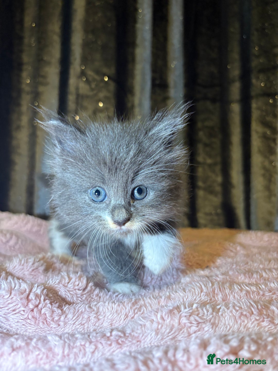 Mixed Breed cats for sale: Grey/black kittens  - Image 4