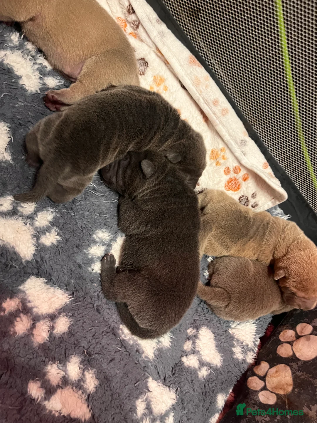 Shar Pei dogs for sale: Shar Pei Dilute puppies  - Advert 16