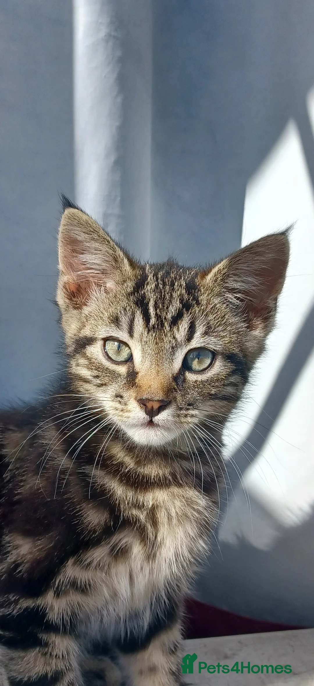 Mixed Breed cats for sale: Gorgeous Toyger Tabbies  - Advert 2