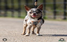 Chihuahua dogs for sale: Beautiful Merle chihuahua pups  - Image 7