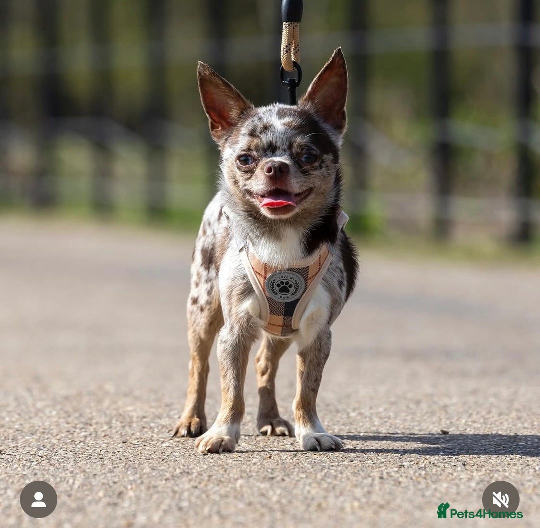 Chihuahua dogs for sale: Beautiful Merle chihuahua pups  - Image 7