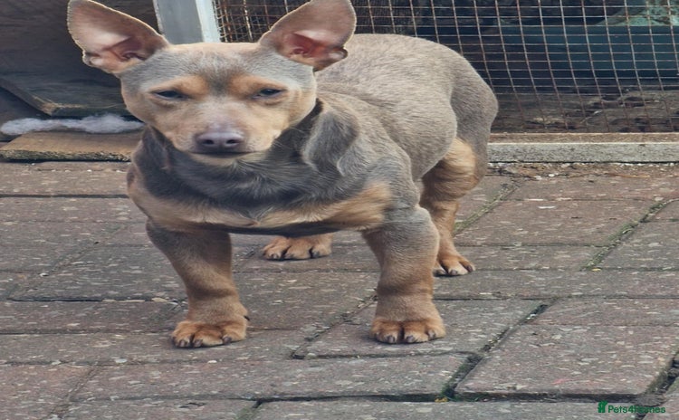 Jack Russell dogs - Advert 2