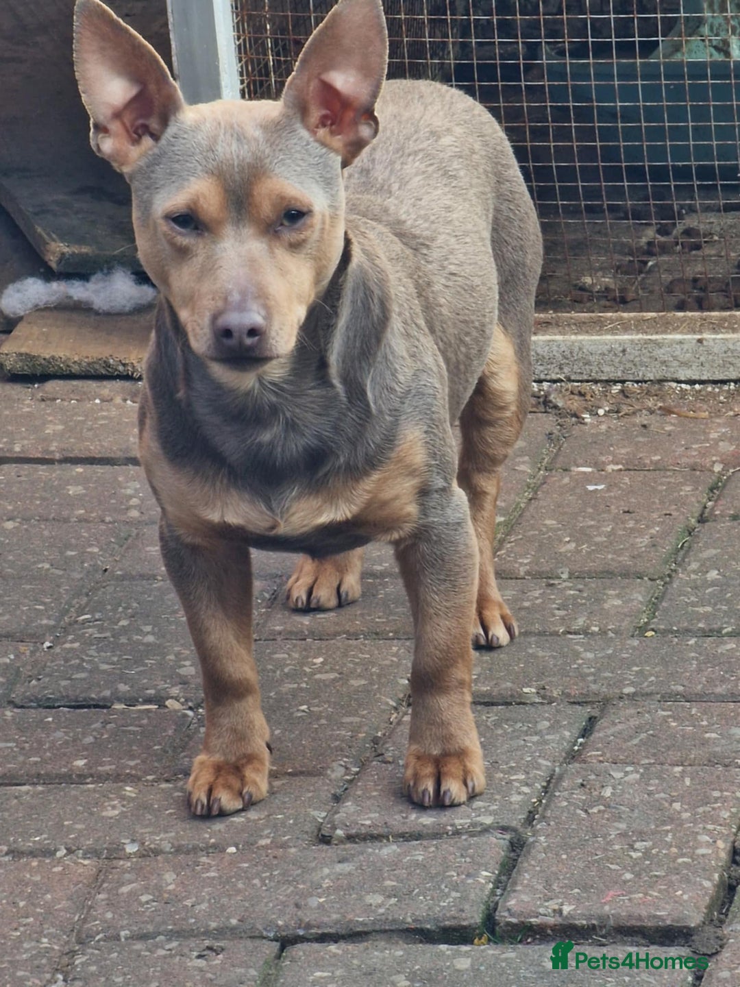 Jack Russell dogs for sale: Jack Russell's from Muchwenlock line - Image 4