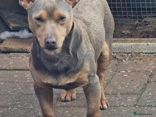 Jack Russell dogs - Advert 31