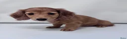 Miniature Dachshund dogs for sale: Beautiful long hairs mini dachunds  - Advert 4