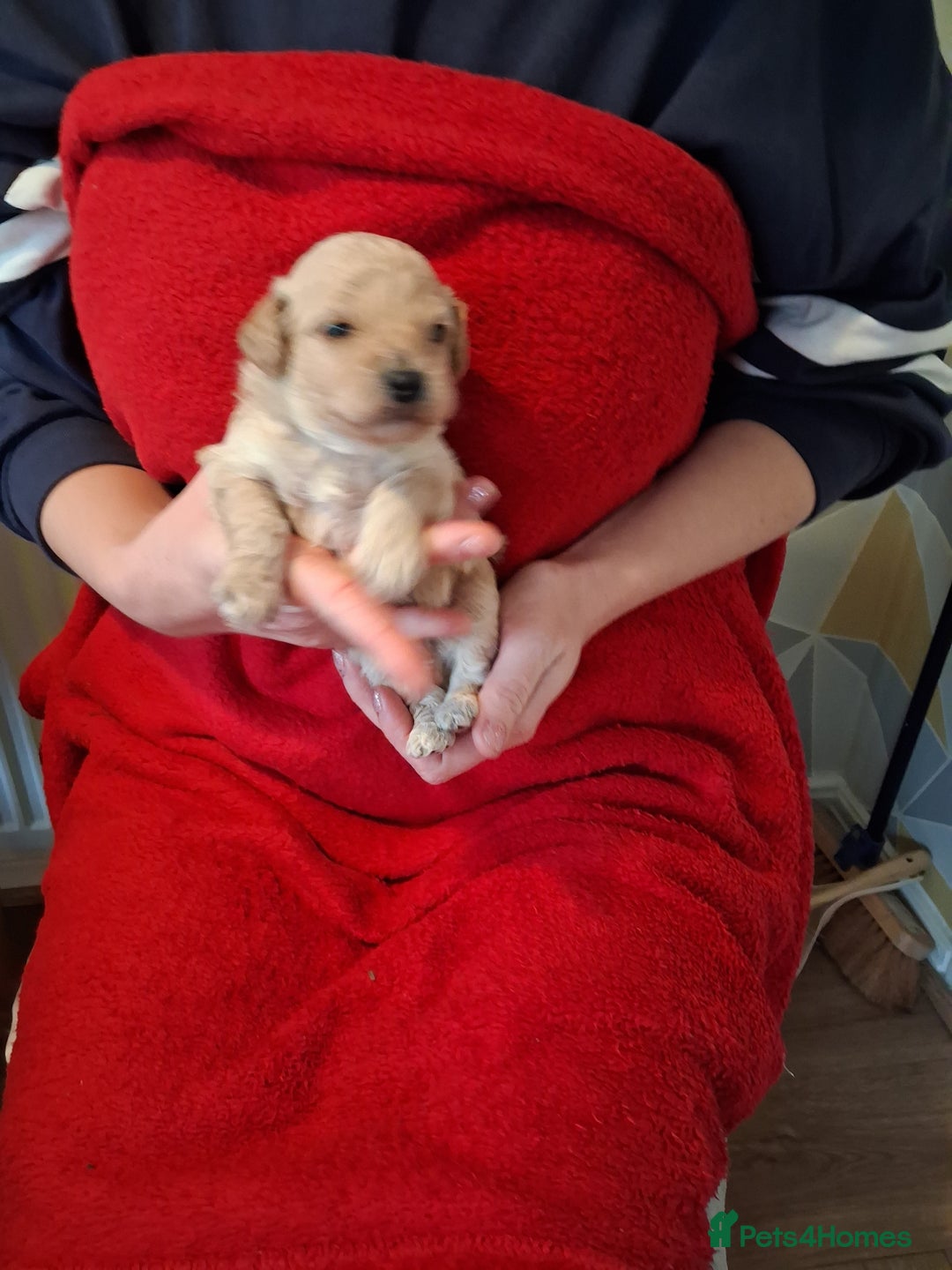 Cockapoo dogs for sale: 5 Cockapoo puppies 3 girls 2 boys  - Image 8