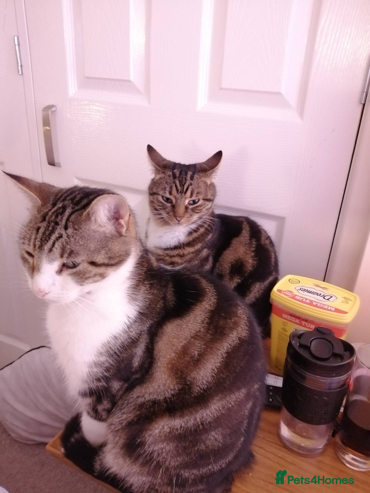 Mixed Breed cats Cats needing new home due to owner's ill health - Advert 1