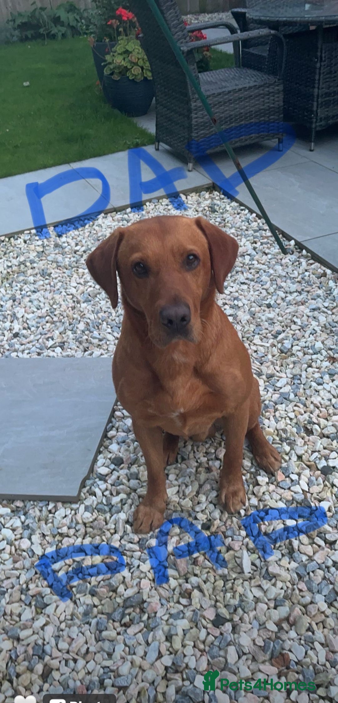 Labrador Retriever dogs for sale: 💛💛 Excellent Labrador Pups 💛💛 - Image 8