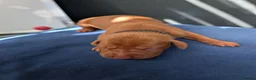 Hungarian Vizsla dogs for sale: Hungarian Vizsla Puppies - Born 09/03 - Advert 8