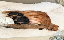 Cavapoo dogs for sale: Gorgeous phantom puppies - Image 3
