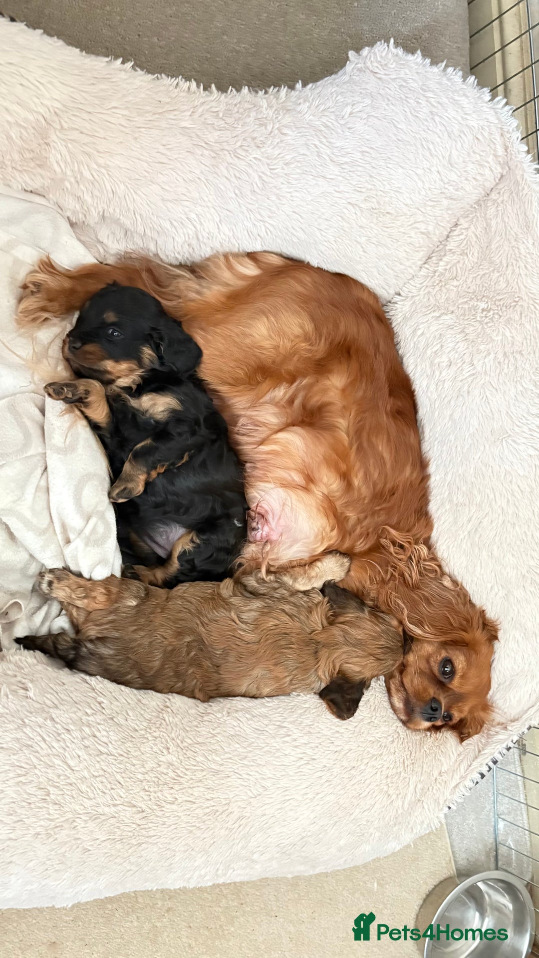 Cavapoo dogs for sale: Gorgeous phantom puppies - Image 3