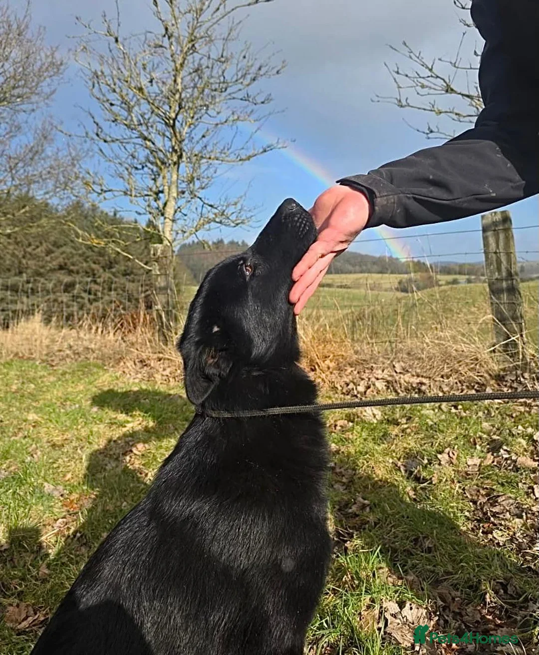 German Shepherd dogs for sale: Rambo, Stunning BiColour GSD Personal Protection  - Advert 3