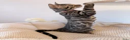 Bengal cats for sale: Exceptional Bengal Kittens Ready Now  - Advert 27