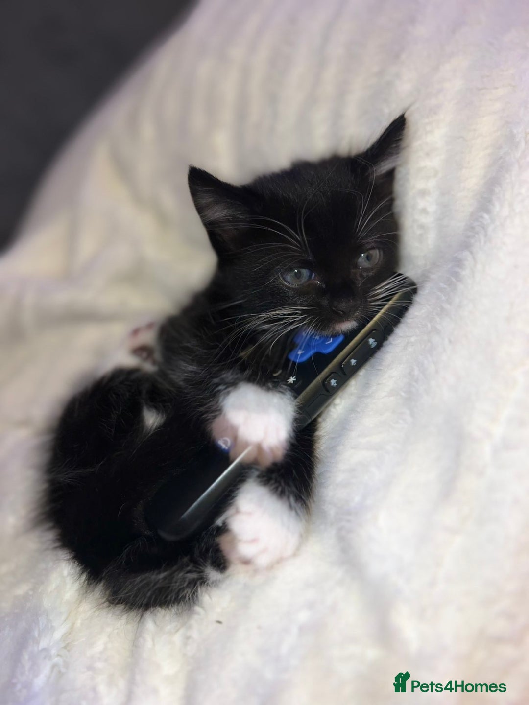 Mixed Breed cats for sale: Beautiful kittens ❤️ - Advert 8