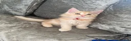 Maine Coon cats for sale: Pure mainecoon kittens DNA health tested parents.  - Advert 6