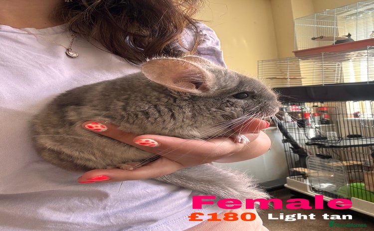 Chinchilla rodents - Advert 1
