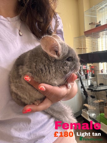 Chinchilla rodents - Advert 9