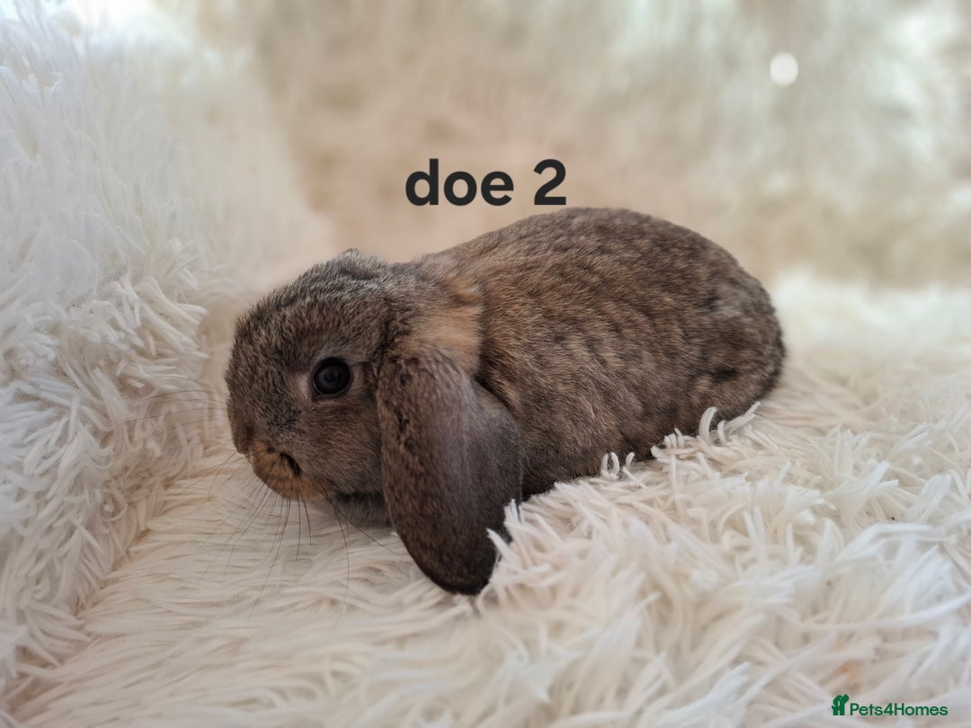 Mini Lop rabbits for sale: * READY TO LEAVE * from 14th December - Advert 2