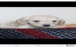 Toy Poodle dogs for stud: *Beautiful Blue Phantom*DNA Clear*Carries Silver* - Image 6