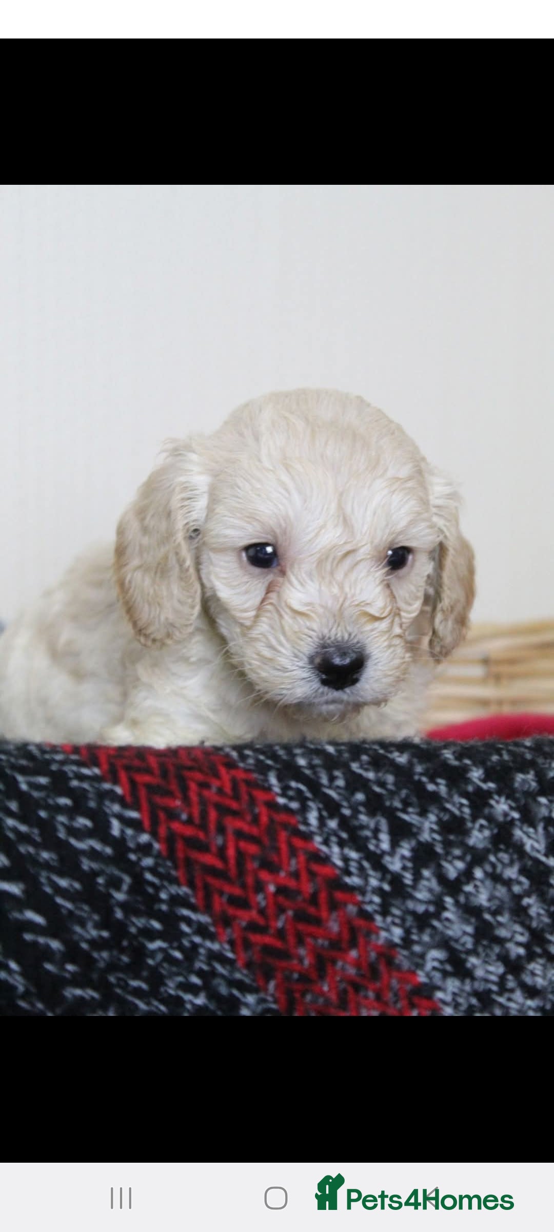 Toy Poodle dogs for stud: *Beautiful Blue Phantom*DNA Clear*Carries Silver* - Image 6