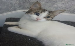 Mixed Breed cats for sale: Kittens for sale  - Image 30