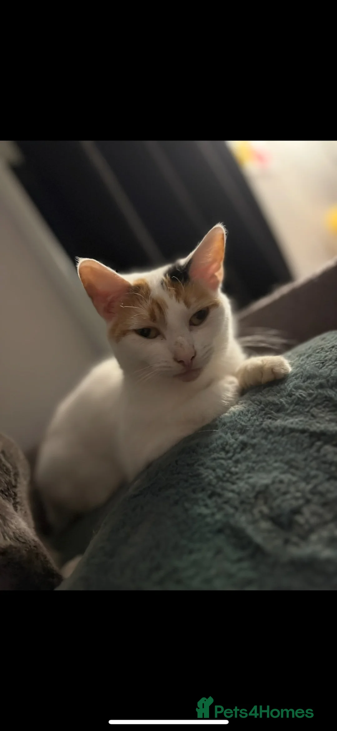 Mixed Breed cats for sale: Calico girl needing new home  in Gosport - Advert 3
