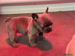 French Bulldog dogs 4 Beautiful Girl Frenchie's - Advert 14