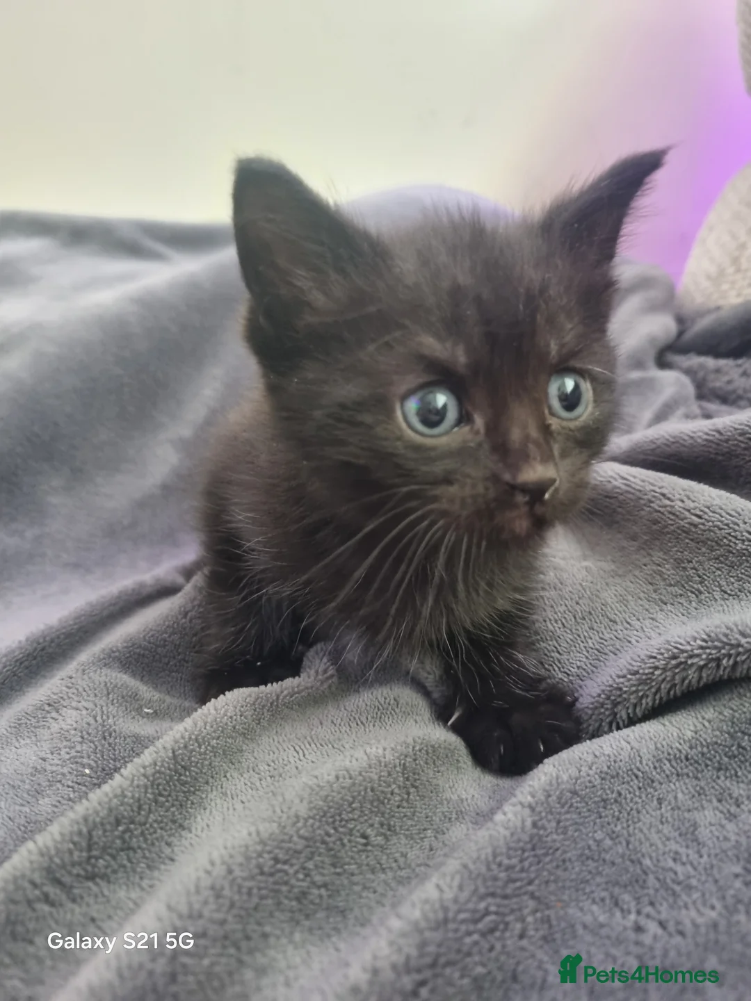 Mixed Breed cats for sale: long-haired kittens looking for a loving home - Advert 36