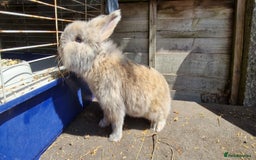 Lionhead rabbits for sale: Rabbit - Image 2