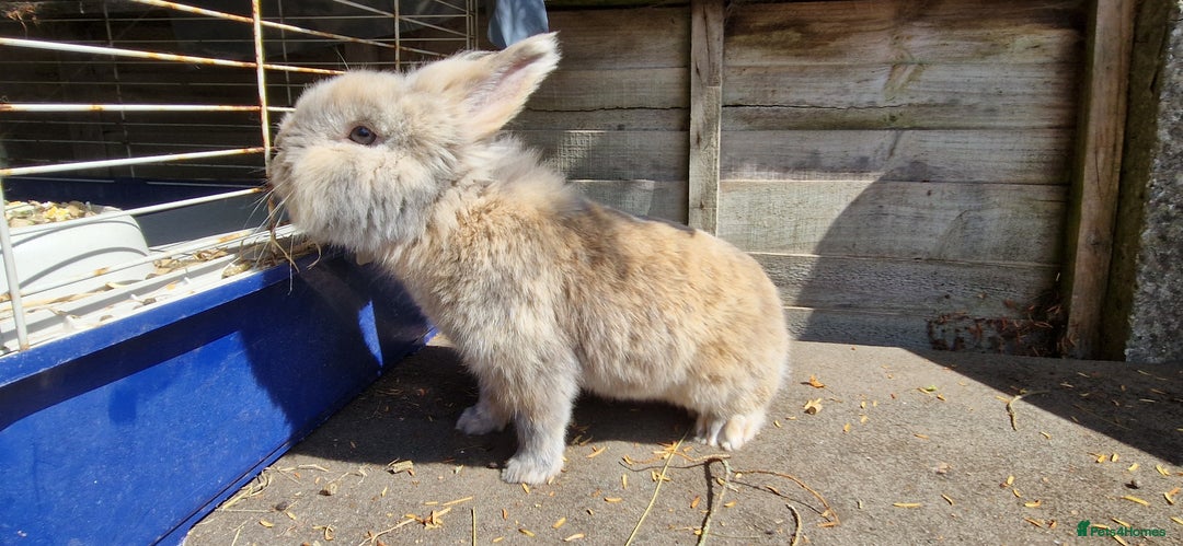 Lionhead rabbits for sale: Rabbit - Image 2
