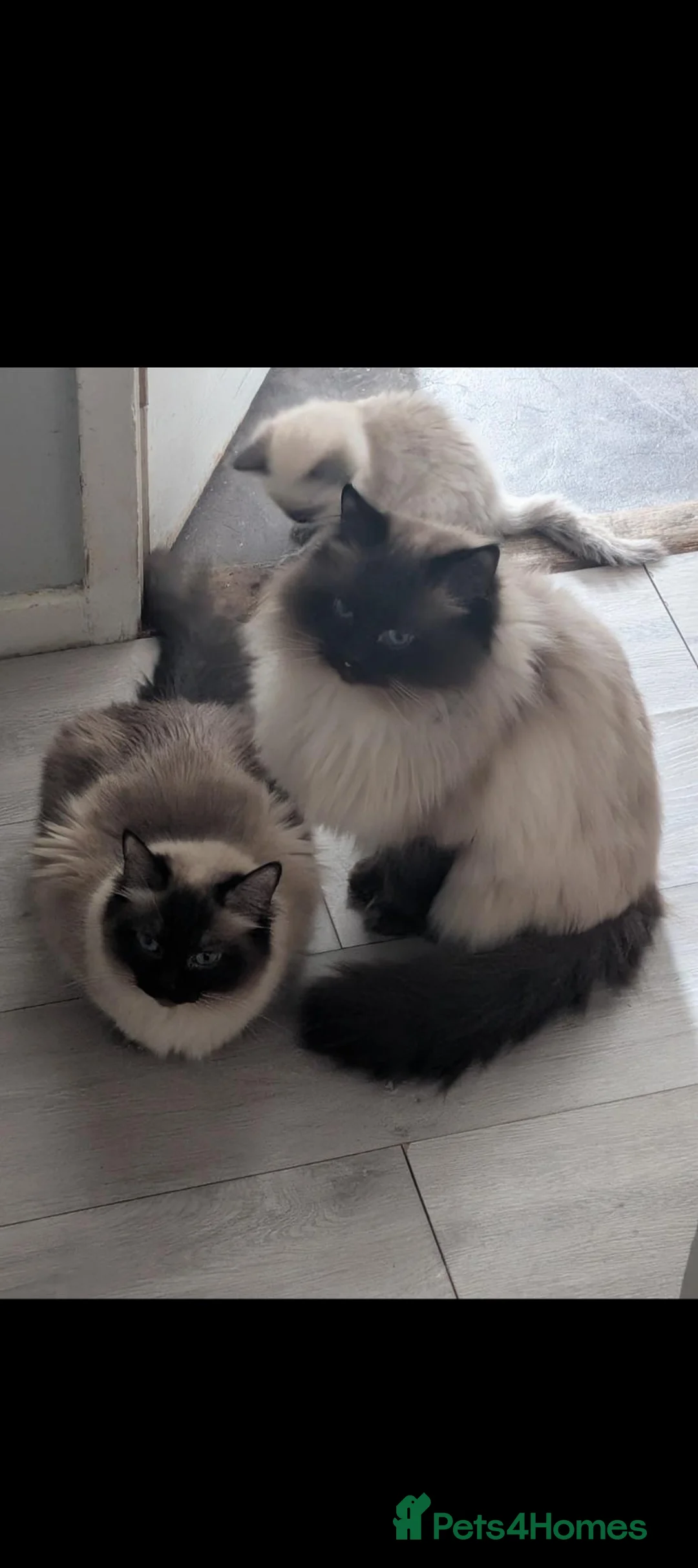 Ragdoll cats for sale: Fluffy seal point ragdoll - Advert 3