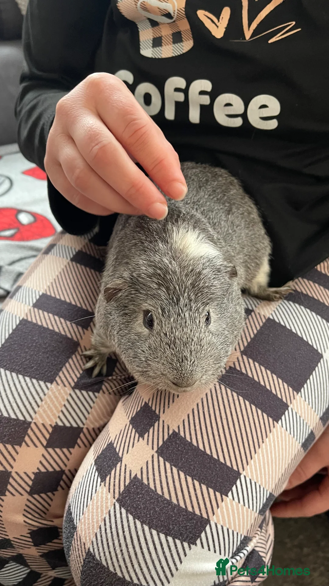 Guinea Pig rodents for sale: Chipy - Advert 8