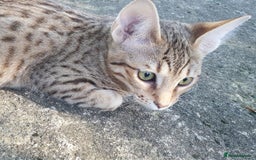 Savannah cats for sale: Fabulous F5 SBT Savannah Kittens! REDUCED! - Image 23