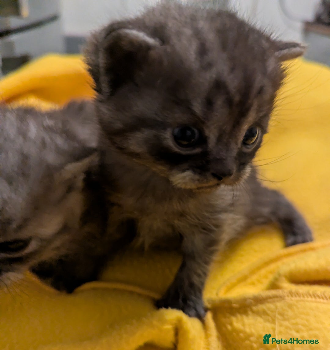 British Shorthair cats for sale:  🐾 BSH Blue,Chocolate& Tabby– Whiskers Kittens 🐾 - Image 3