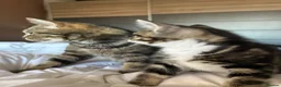 Mixed Breed cats for sale: BSH cross - LITTLE BOY READY NOW - Advert 13