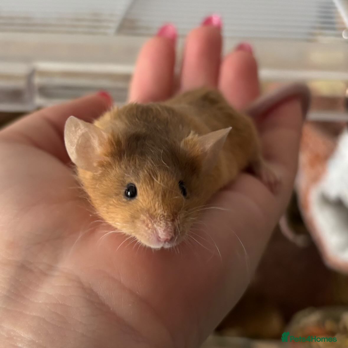 Mouse rodents Male mouse Looking for home 🏠  - Advert 7