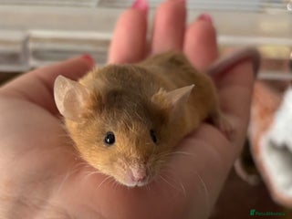 Mouse rodents Male mouse Looking for home 🏠 - Advert 3