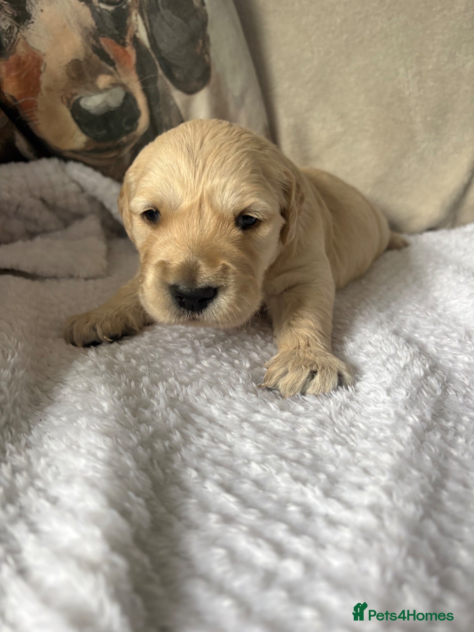 Golden Retriever dogs Beautiful golden retriever puppies  - Advert 1