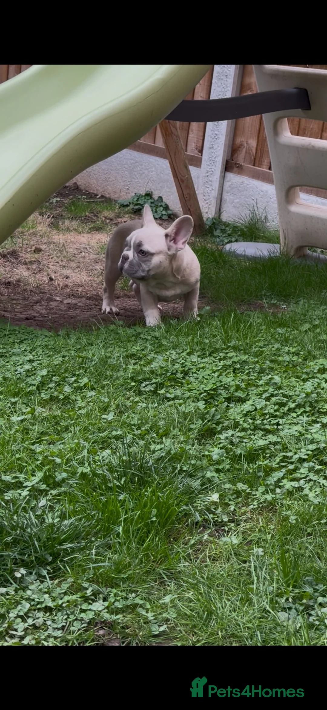 French Bulldog dogs for sale: *** STUNNING FULL PEDIGREE FRENCH BULLDOG PUPPY ** - Advert 2